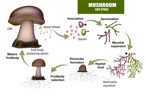 Getting spores for cultivating magic mushrooms